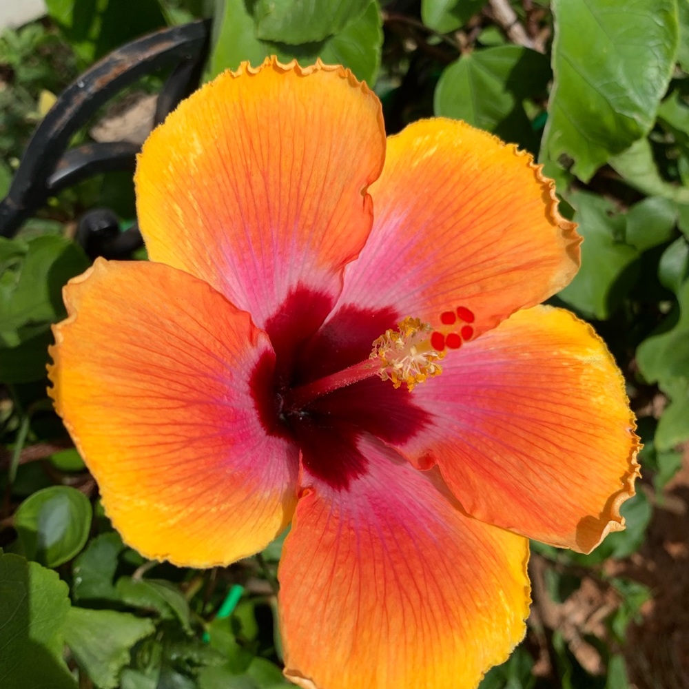 Meet your Posher, Carrie